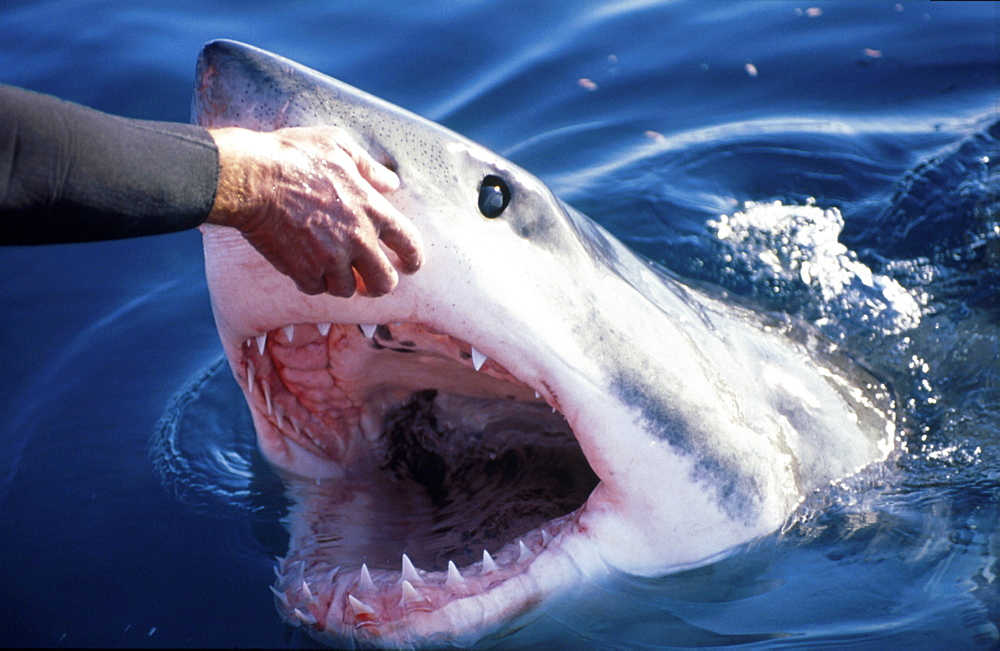 Great white shark with hand.   (rr)