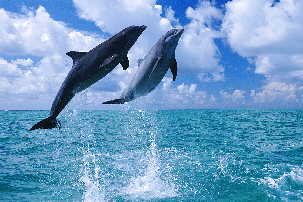 Leaping dolphin pair   (rr)