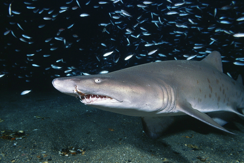 Tiger Sand Shark.