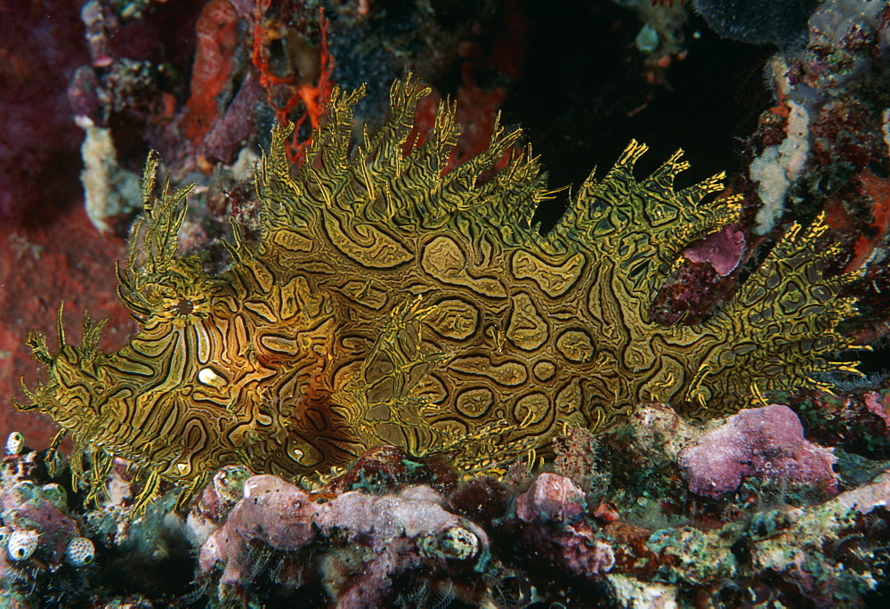 Lacey Scorpionfish  (Rhinopius aphanes). Indo Pacific