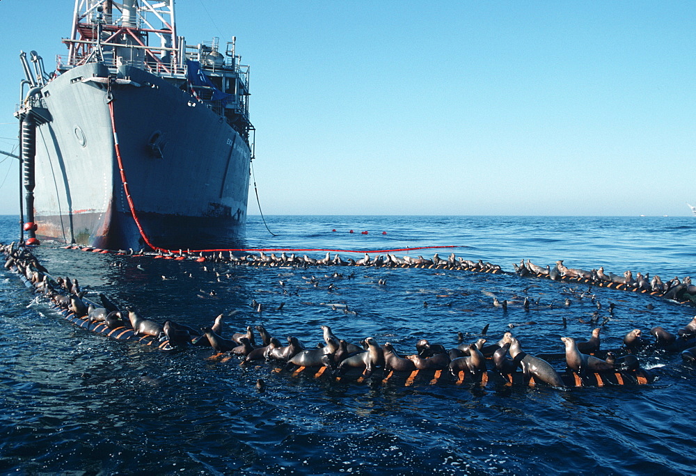 California sea lions sitting atop drift net deployed from large ship (Zalophus californianus). USA, Channel Islands, CA