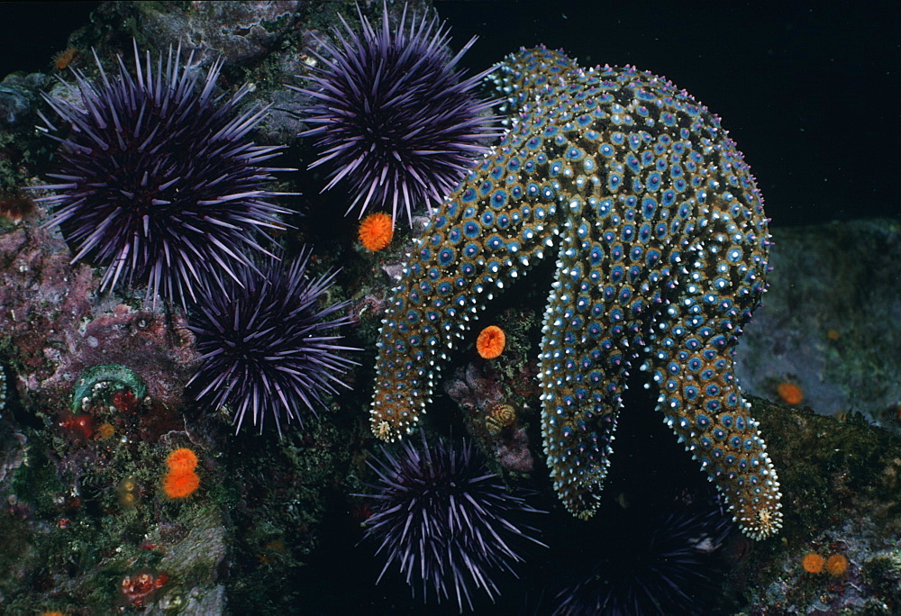 Knobby sea star and urchin group. USA, Channel Islands, CA