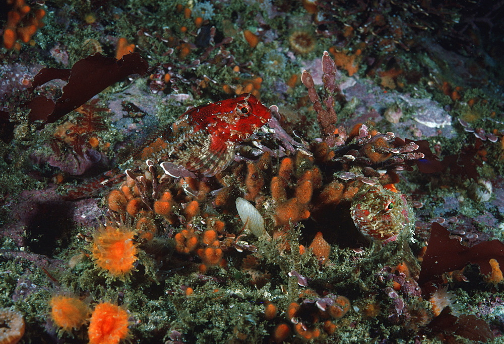 Snubnose sculpin (Orthonopias triacis). USA, Channel Islands, CA