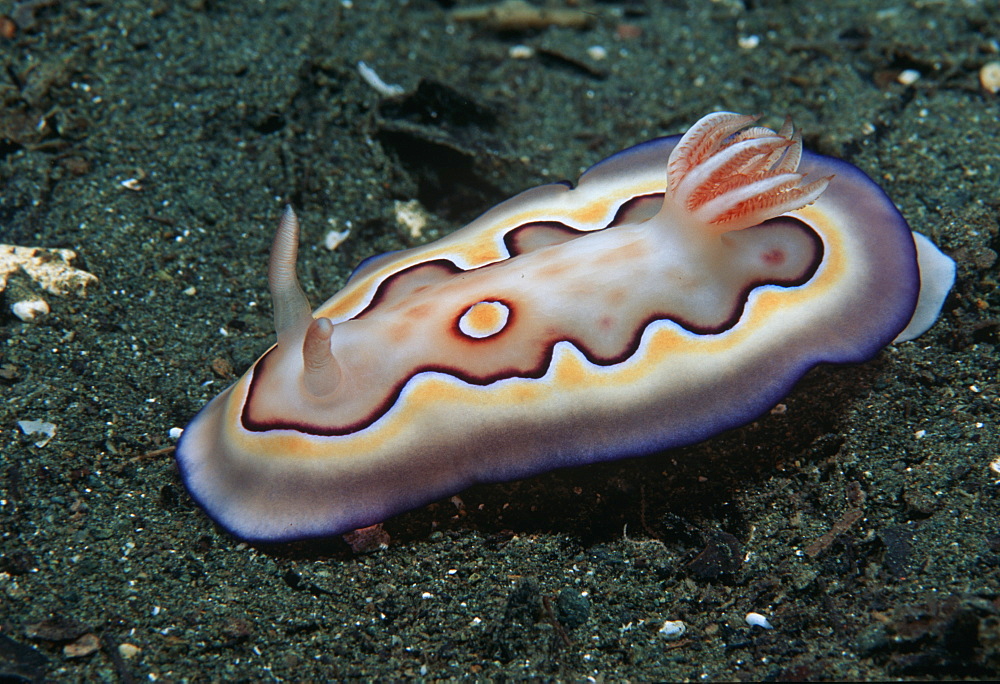 Nudibranch crawling across sand (Chromodoris sp). Indo Pacific