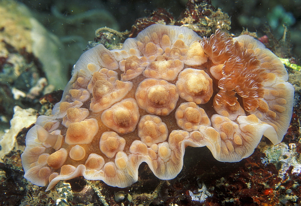 Nudibranch (Chromodoris kuniei). Indo Pacific