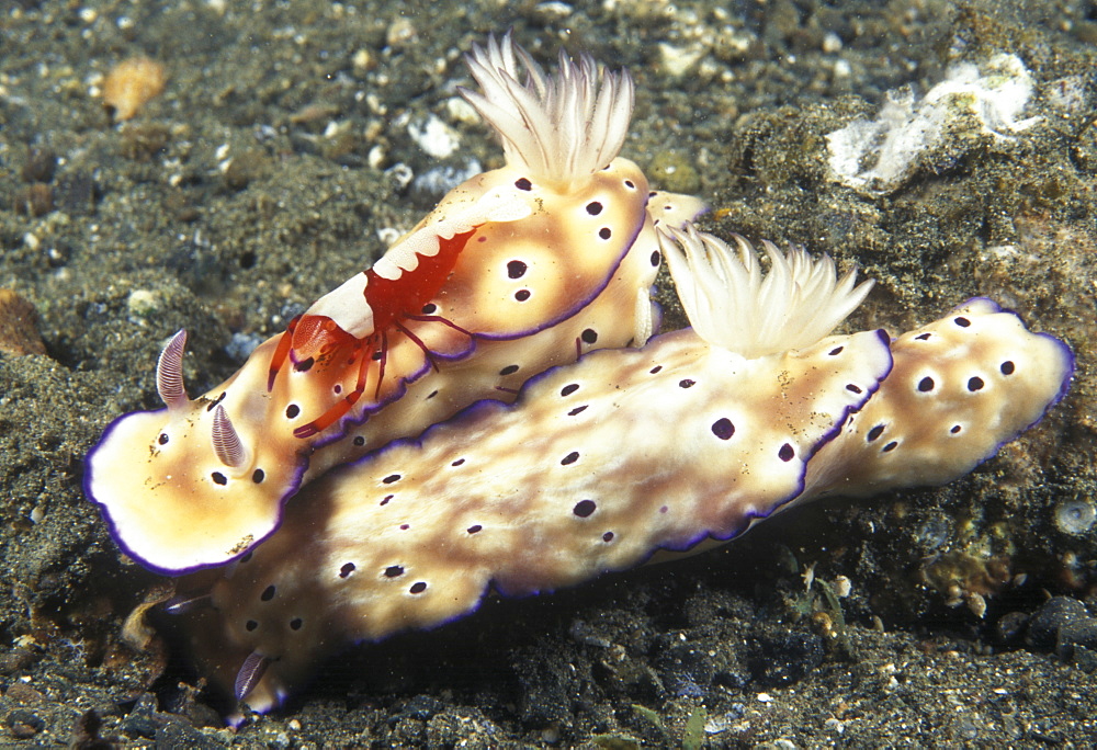 Nudibranch pair & cleaner shrimp (Risbecia tryoni). Indo Pacific