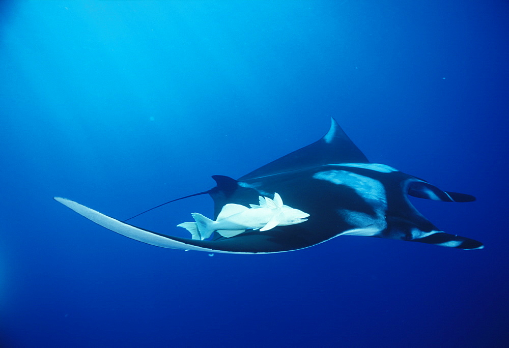 Giant manta ray (Manta birostris). Mexico, Revillagigedo Is.