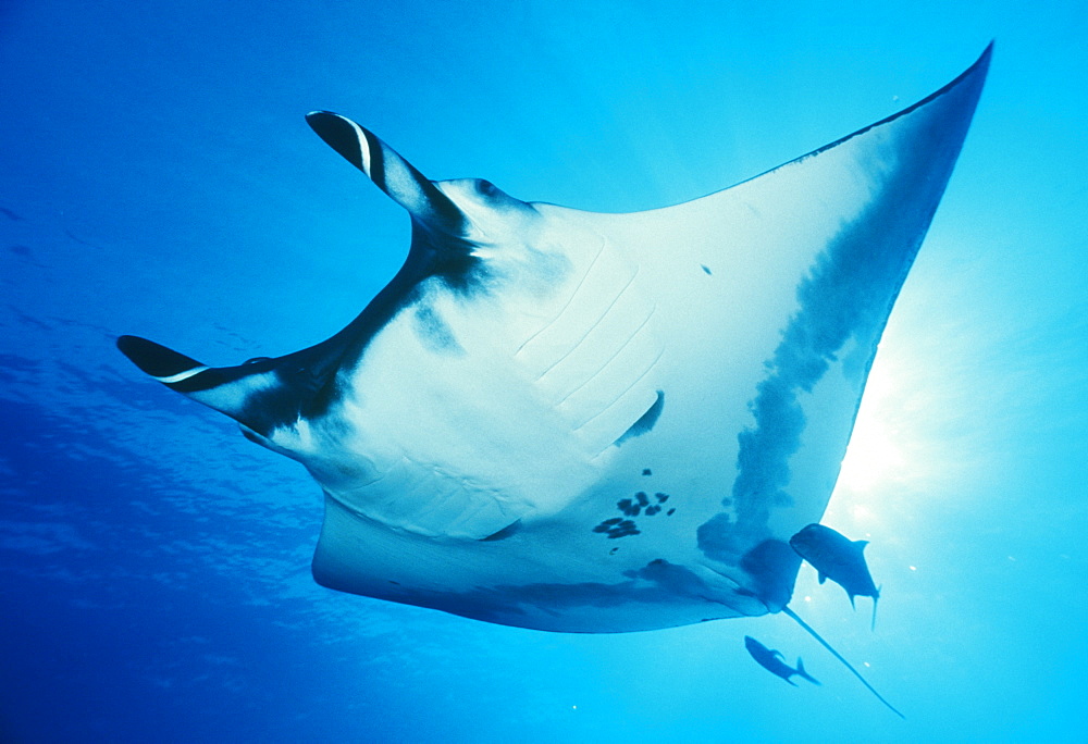 Giant manta ray, ventral view (Manta birostris). Mexico, Revillagigedo Is.