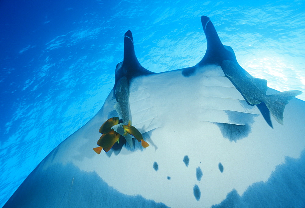 Giant manta ray with Clarion angelfish  (Manta birostris & Holocanthus clarionensis). Mexico, Revillagigedo Is.