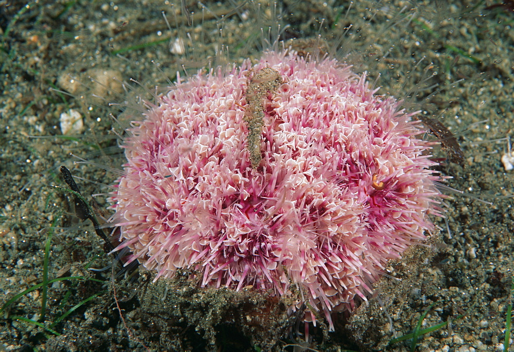 Flower urchin.