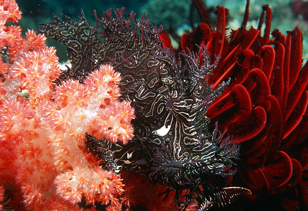 Leafy Scorpionfish between soft coral & crinoid (Rhinopius aphenes). Indo Pacific