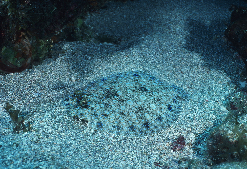 Peacock flounder (Bothus mancus). Indo Pacific