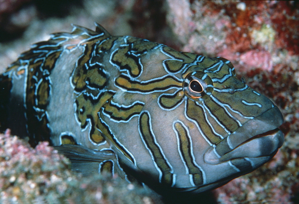 Giant Hawkfish (Cirrhitus rivulatus). Mexico, Sea of Cortez