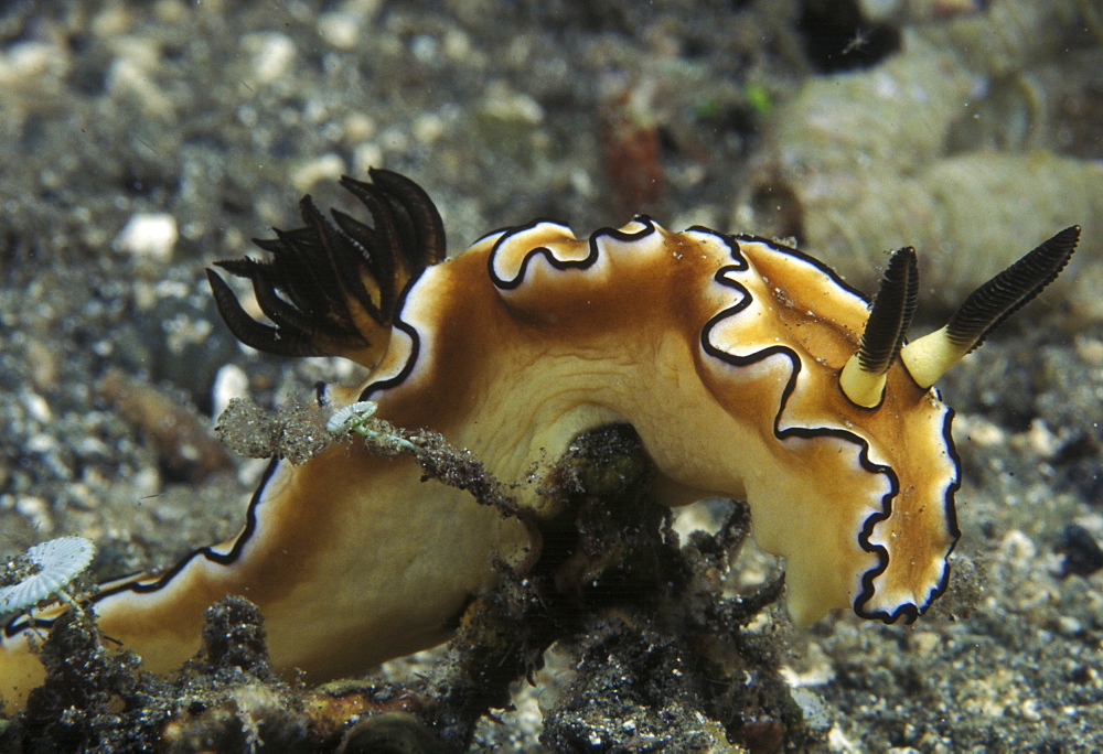 Nudibranch (Glossodoris atromarginata). Indo Pacific