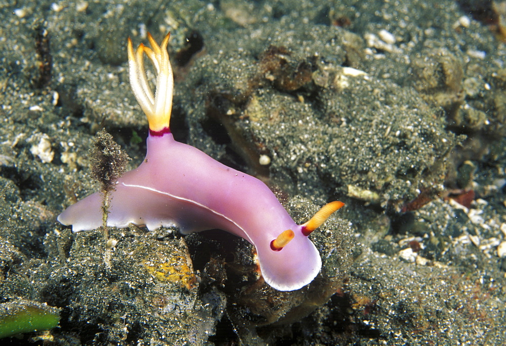 Nudibranch (Hyselodoris bullockii). Indo Pacific