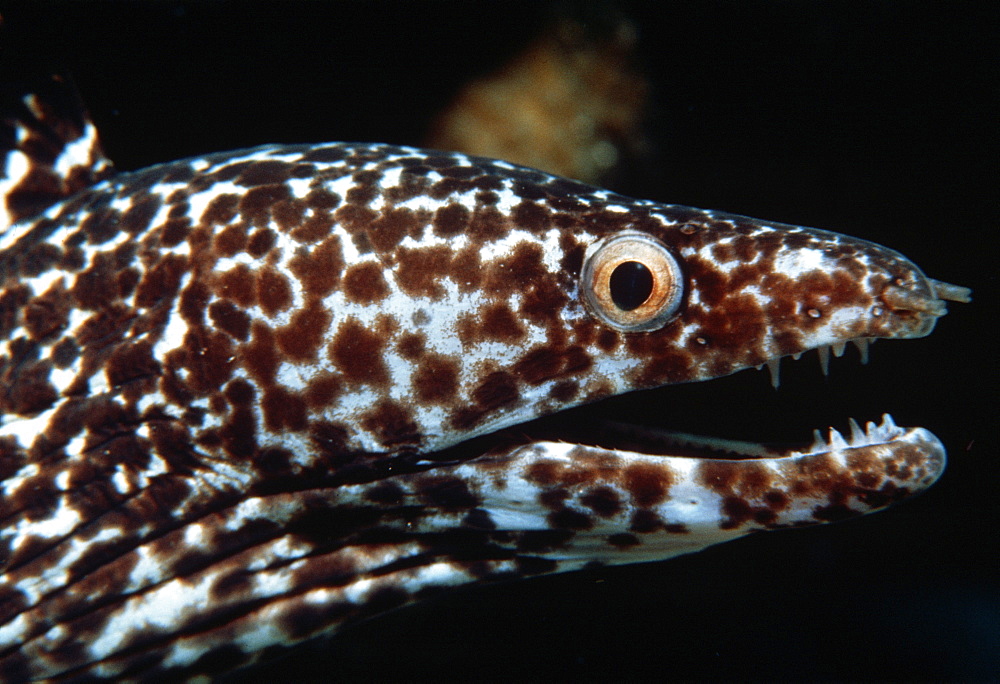 Brown spotted moray eel (Gymnothorax sp). Netherland Antilles