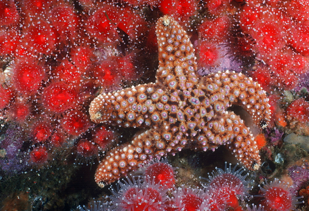 Knobby sea star & Corynactus anemones. USA, Channel Islands, CA