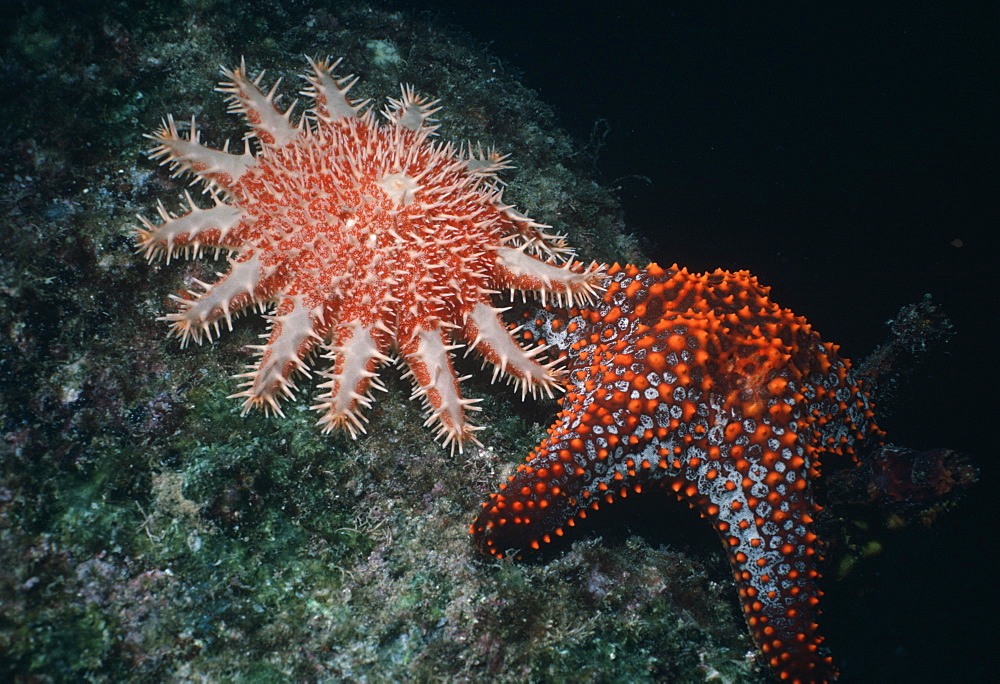 Crown of Thorns and Knobby sea stars.USA, Channel Islands, CA