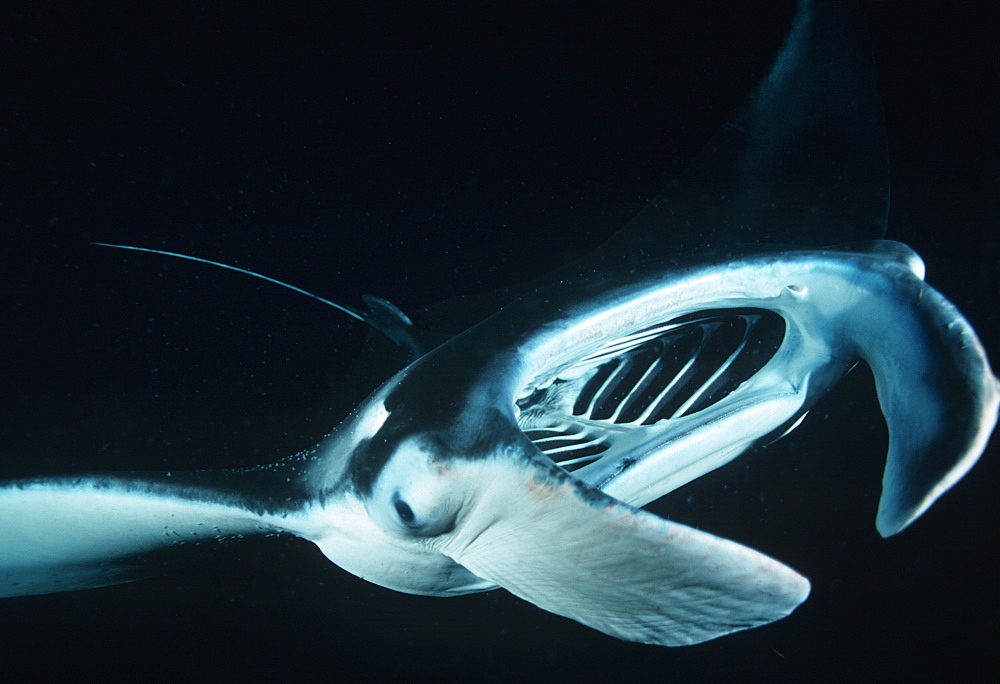 Giant manta ray, feeding at night (Manta birostris). Mexico, Revillagigedo Is.