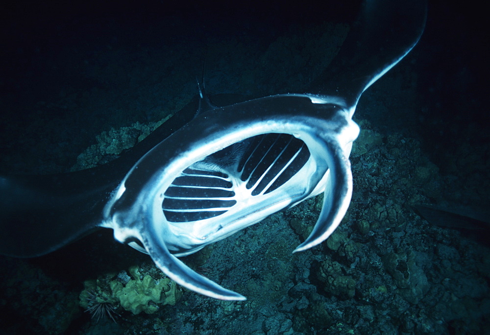 Giant manta ray, feeding; view into mouth (Manta birostris). Mexico, Revillagigedo Is.