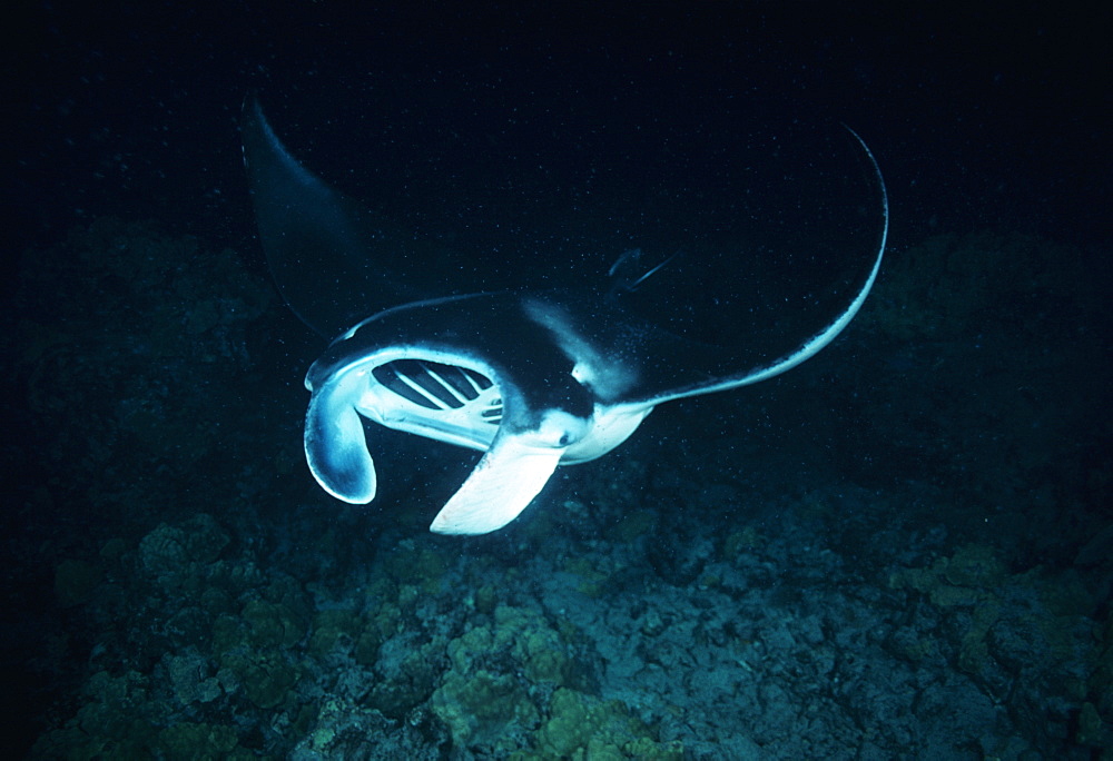 Giant manta ray, feeds over reef at night (Manta bitostris). Mexico, Revillagigedo Is.