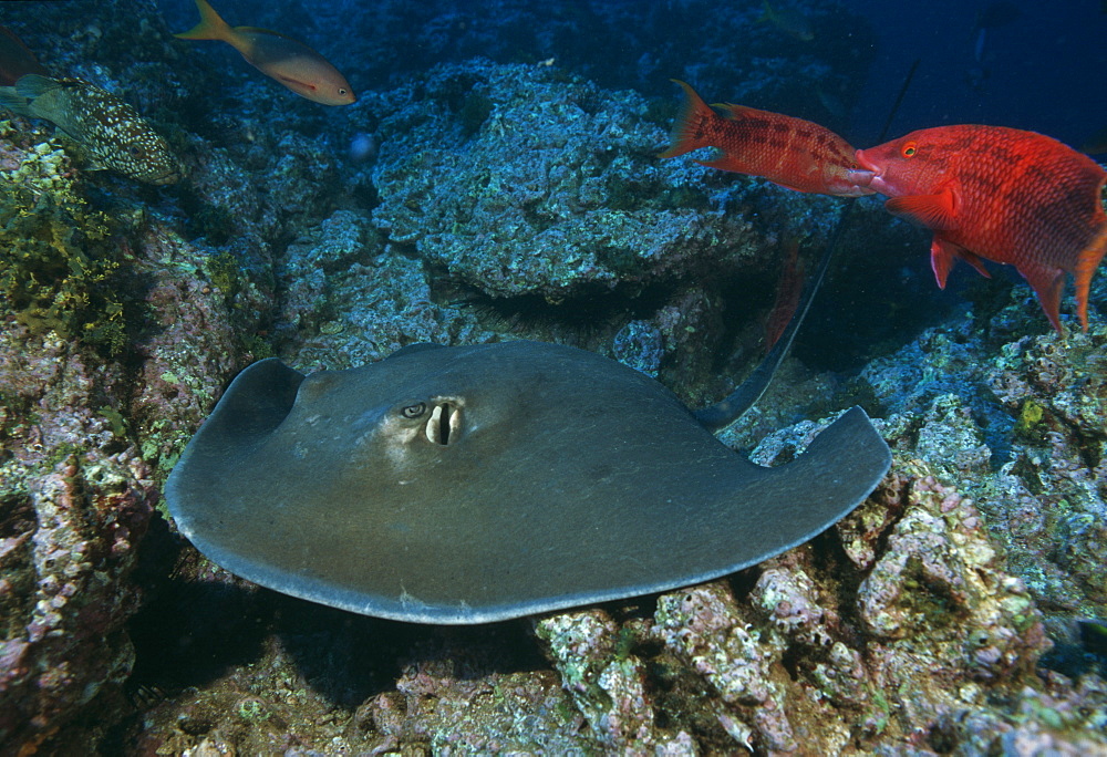 Southern stingray. USA, Channel Islands, CA