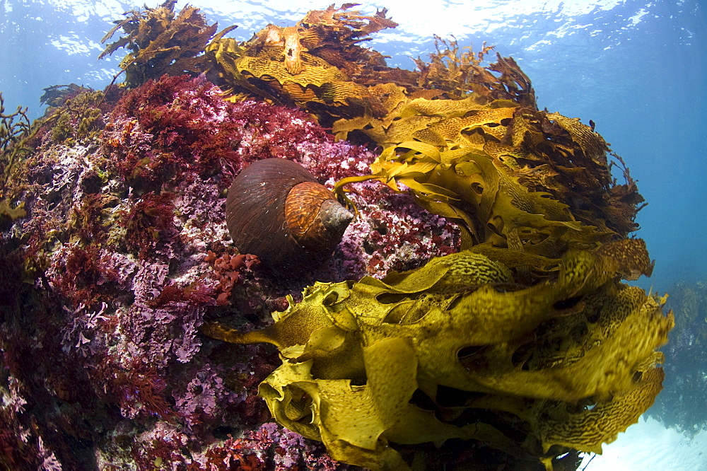 Jourdan's turban (turbo jourdani) large gastropod shell, reddish-brown, Rottnest Island reef, wild, day, marine protected area, free-diving off, cool temperate waters of Western Australia. MORE INFO: Marine plant common kelp, a dominant feature of the underwater landscape. Protected areas are covered in lush growth of  diverse algae, also red algea are here.