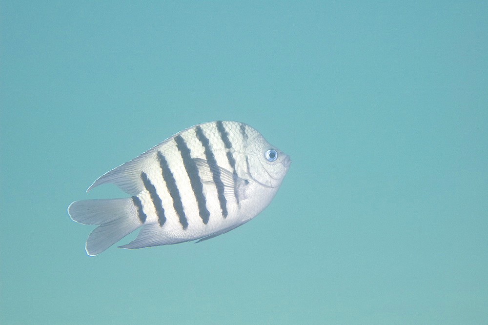 bengal sergeant (abudefduf bengalensis) wild, day, marine protected area, diving off Coral Bay, Ningaloo reef, Western Australia, Indian Ocean. MORE INFO: has rounded, white-edged tail lobes.