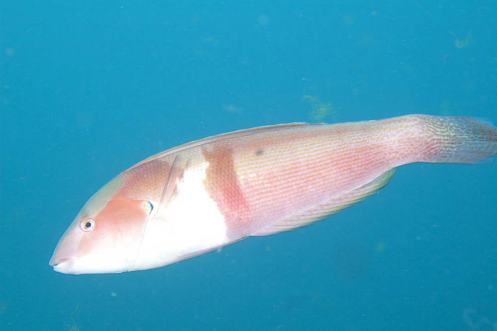 western king wrasse (coris auricularis), male, dark pink colour with reddish-brown band running around boby and blue-green colouration over the head, wild, day, marine protected area, diving off Rottnest Island, reef edges, sand, seagrass, Western Australia, Indian Ocean. MORE INFO: social structure where dominant male, usually the biggest in the area, will have a harem of females. When the male dies or is absent for any length of time the largest female will change sex and dominate the group.