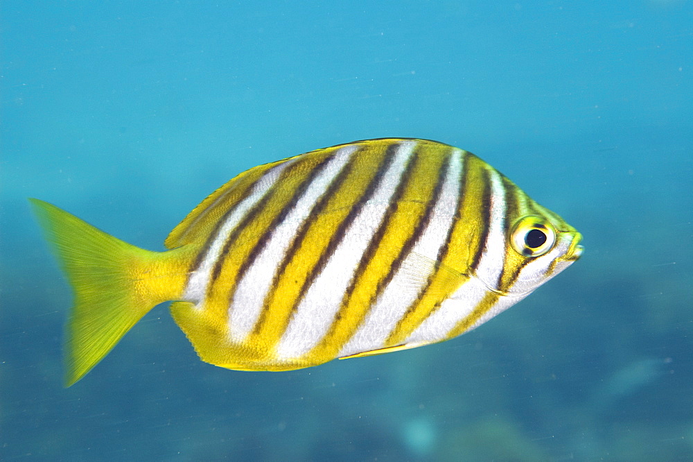 footballer sweep (neatypus obliquus) diagonal yellow bands are edged in black and stand out against the silvery-blue body, wild, day, marine protected area, reef, in small schools diving off Rottnest Island, Western Australia, Indian Ocean. MORE INFO: other name stripey, eating green algae as they sweep over the reef.