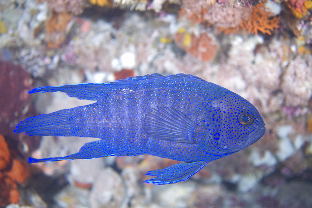 Southern blue devil (paraplesiops meleagris), wild, day, solitary, bottom dwelling specie, marine protected area, diving off Rottnest Island, Western Australia, Indian Ocean.