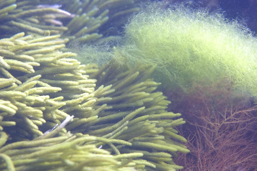 dead man's fingers (codium galeatum), wild, dusk, shore diving, sand, marine park, metropolitan, Perth city, Western Australia, Indian Ocean. MORE INFO: spongy texture, the fronds divide regularly into two, and their surface appears fuzzy up to a metre long. Common in rough water areas.