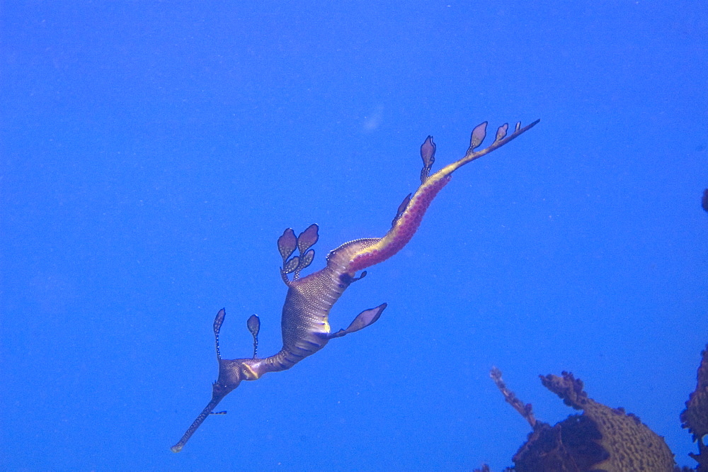 common seadragon (phyllopteryx taeniolatus) voracious hunters, camouflage looking like a piece of floating weed, unique to Australia, wild, dusk, shore diving, sand, marine park, metropolitan, Perth city, Indian Ocean, cool temperate waters of Western Australia. MORE INFO: amongst kelp, female seadragon deposits up to 150 eggs into the spongy, soft tissue under the tail of the male seadragon. Once fertilised, eggs incubate about 8 weeks. On hatching, miniature seadragons are independent and will start eating almost immediately. 