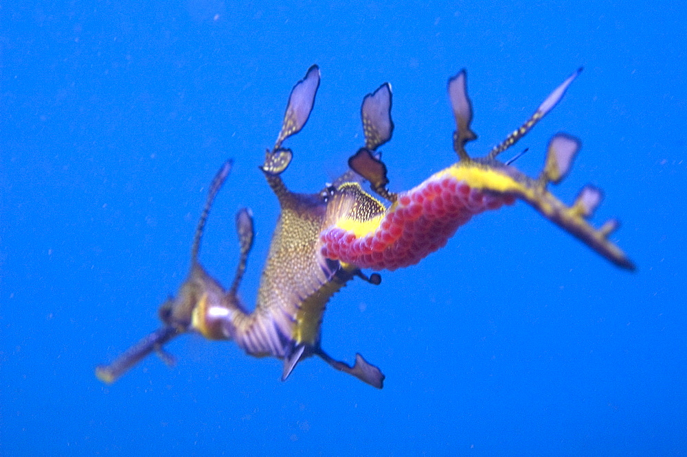 common seadragon (phyllopteryx taeniolatus) voracious hunters, camouflage looking like a piece of floating weed, unique to Australia, wild, dusk, shore diving, sand, marine park, metropolitan, Perth city, Indian Ocean, cool temperate waters of Western Australia. MORE INFO: blue water, female seadragon deposits up to 150 eggs into the spongy, soft tissue under the tail of the male seadragon. Once fertilised, eggs incubate about 8 weeks. On hatching, miniature seadragons are independent and will start eating almost immediately. 