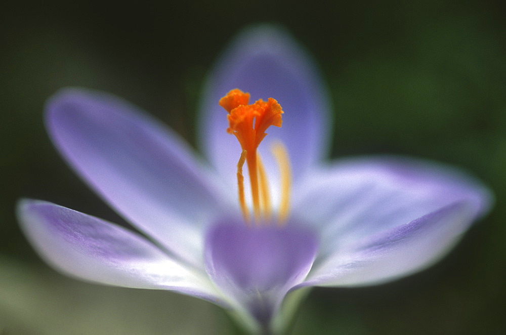 Spring crocus (Crocus vernus), UK