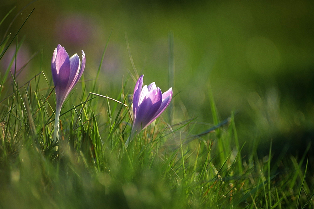 Spring crocus (Crocus vernus), UK