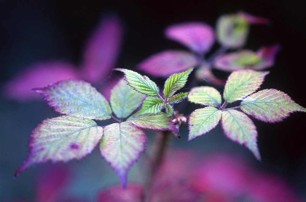 Bramble leaves (Rubus fruticosus), Somerset, UK