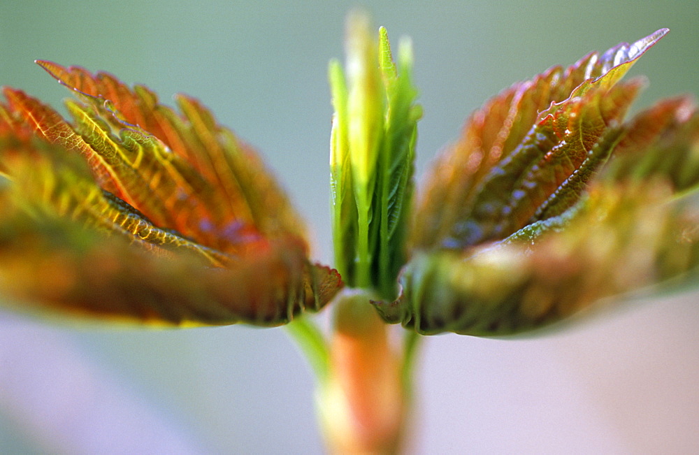 Young Sycamore leaf (Acer pseudoplatanus), UK