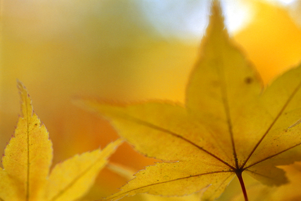 Maple leaves (Acer sp.) in autumn, UK