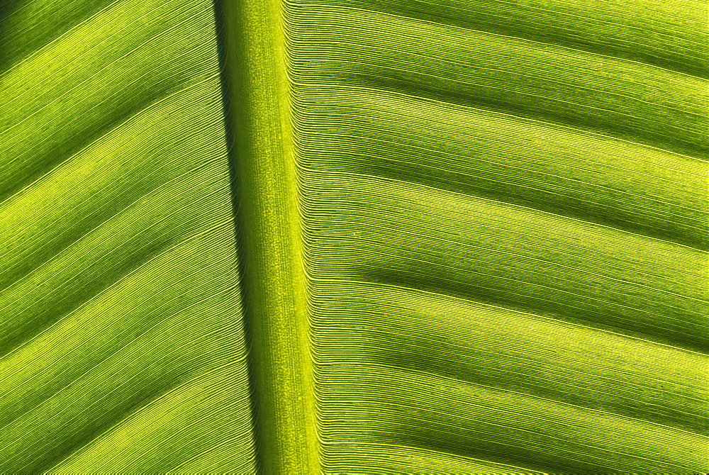 Leaf abstract, Indonesia