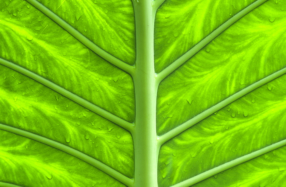 Tropical leaf, Tropical biodome, Eden Project, Cornwall