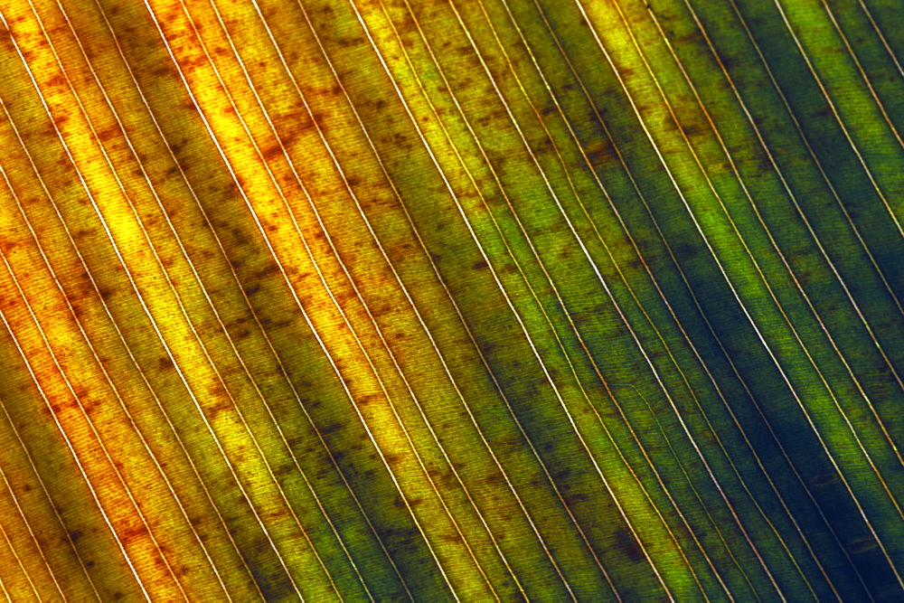 Autumn leaf abstract, UK