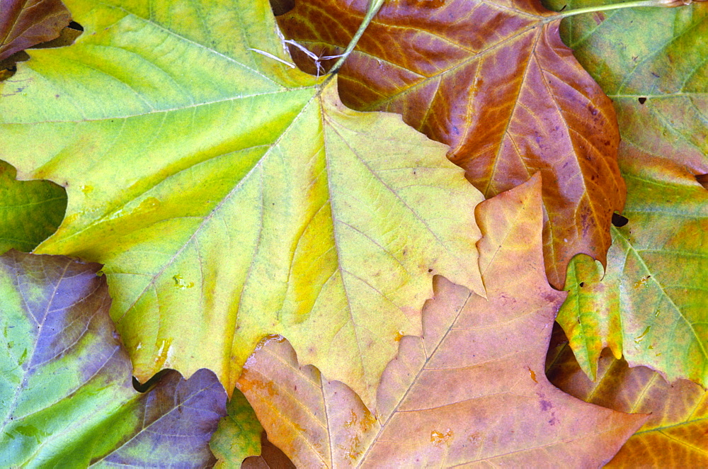 London plane (Plantanus x hispanica) leaves in autumn, UK