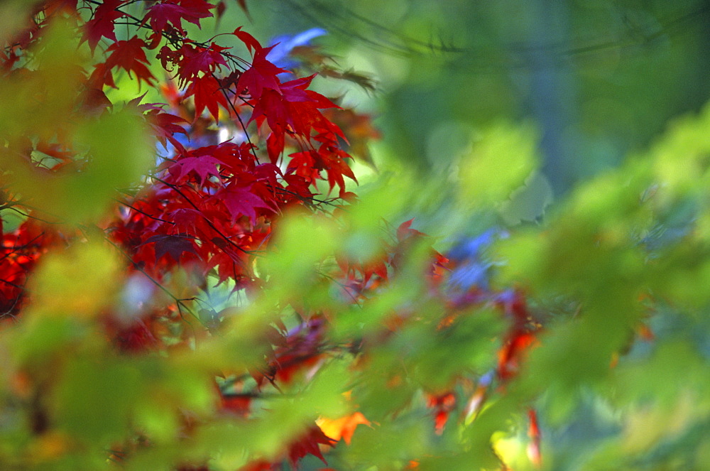 Maple leaves (Acer sp.) in autumn, UK