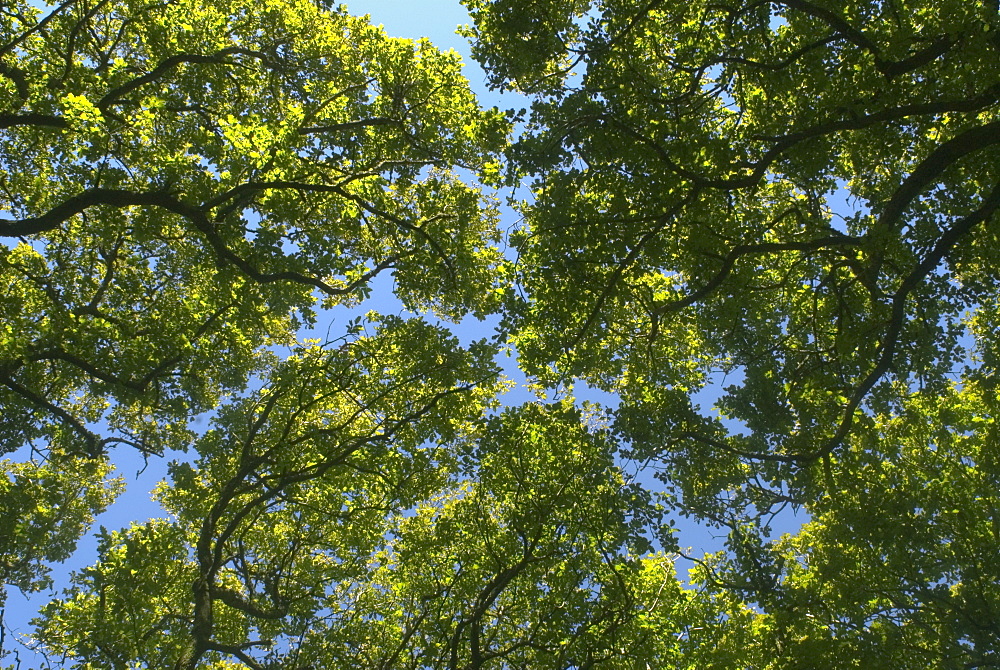 Sessile oak canopy (Quercus petraea) in spring, Devon, UK