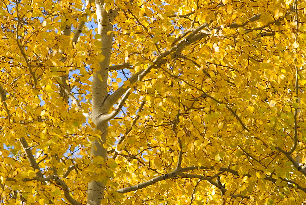 Quaking aspen (Populus tremuloides) in autumn s, Wyoming, USA