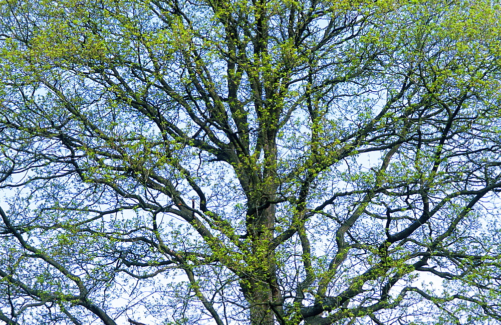 Pedunculate oak (Quercus robus), UK