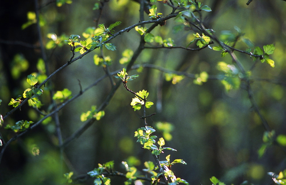 Hawthorn (Crataegus monogyna) leaves, UK