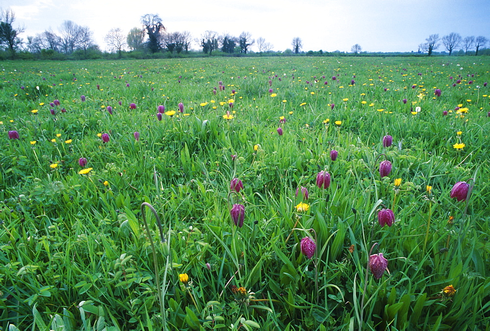 Snakes-head fritillaries (Fritillaria meleagris) in Ducklington meadow, Oxfordshire, UK