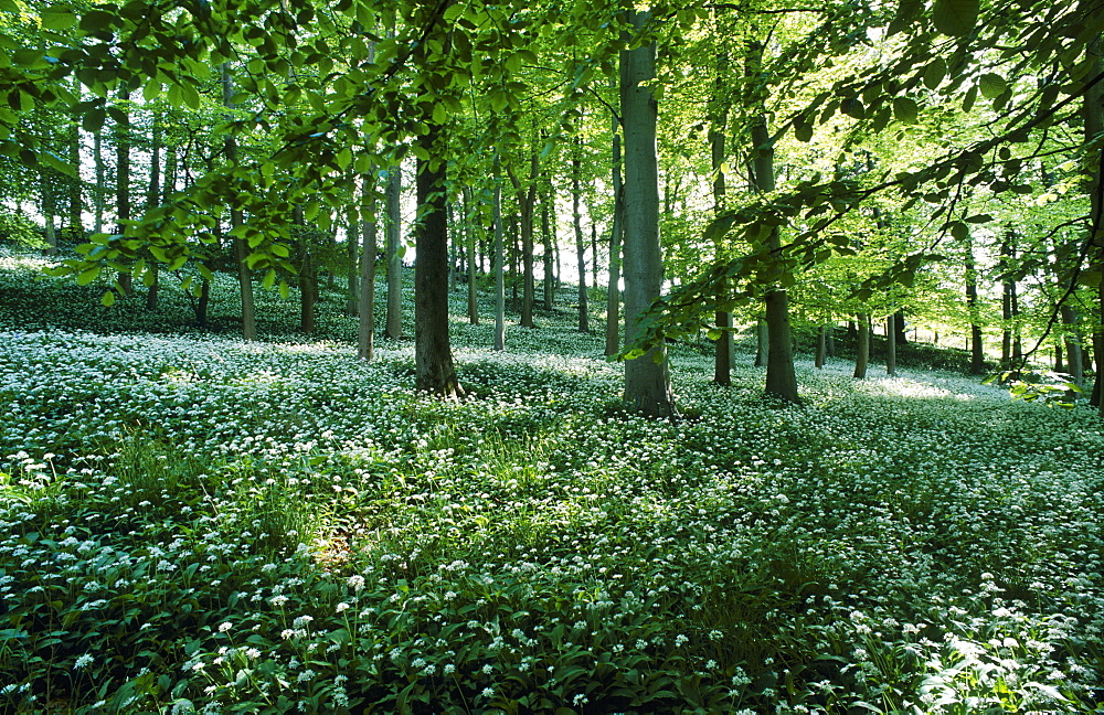 Beech wood in spring with wild garlic (Allium ursinum) aka. Ramson, UK